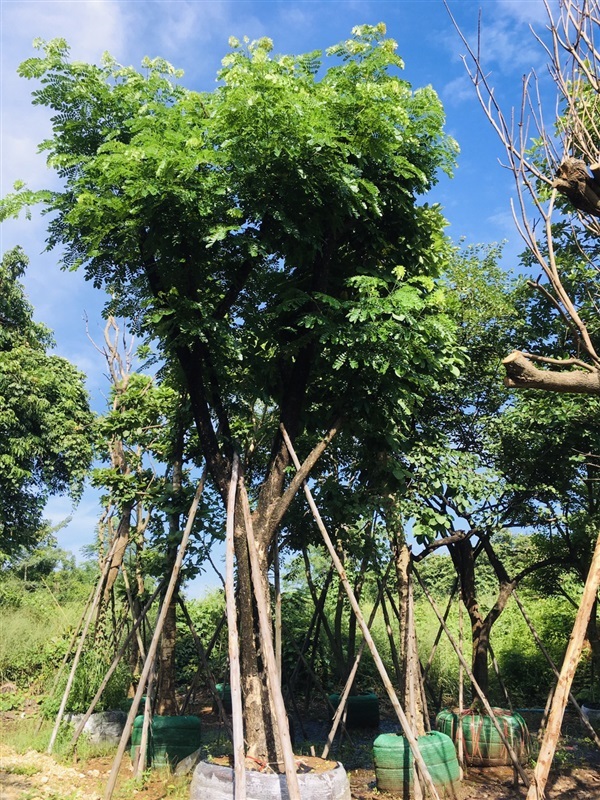 ต้นจามจุรี | สวนพี&เอ็มเจริญทรัพย์พันธ์ุไม้ - แก่งคอย สระบุรี