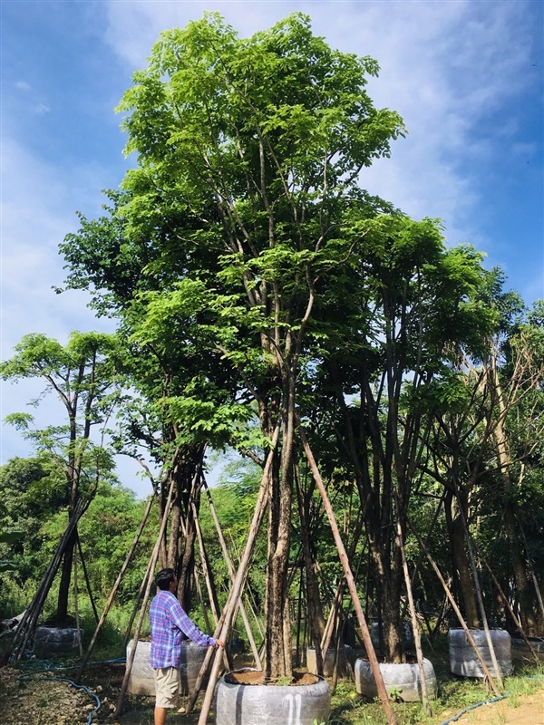ต้นประดู่ป่า | สวนพี&เอ็มเจริญทรัพย์พันธ์ุไม้ - แก่งคอย สระบุรี
