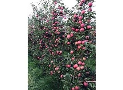 #แอปเปิ้ล เนื้อแดงจากเวียดนาม   | Drenglish Garden มหาสารคาม - กันทรวิชัย มหาสารคาม