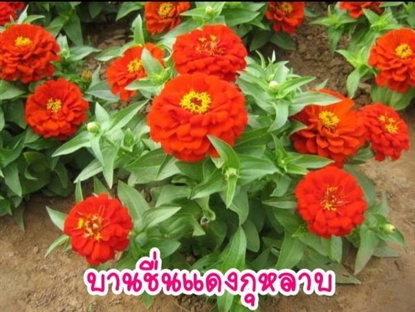 #เมล็ดบานชื่นแดงกุหลาบ  | Drenglish Garden มหาสารคาม - กันทรวิชัย มหาสารคาม