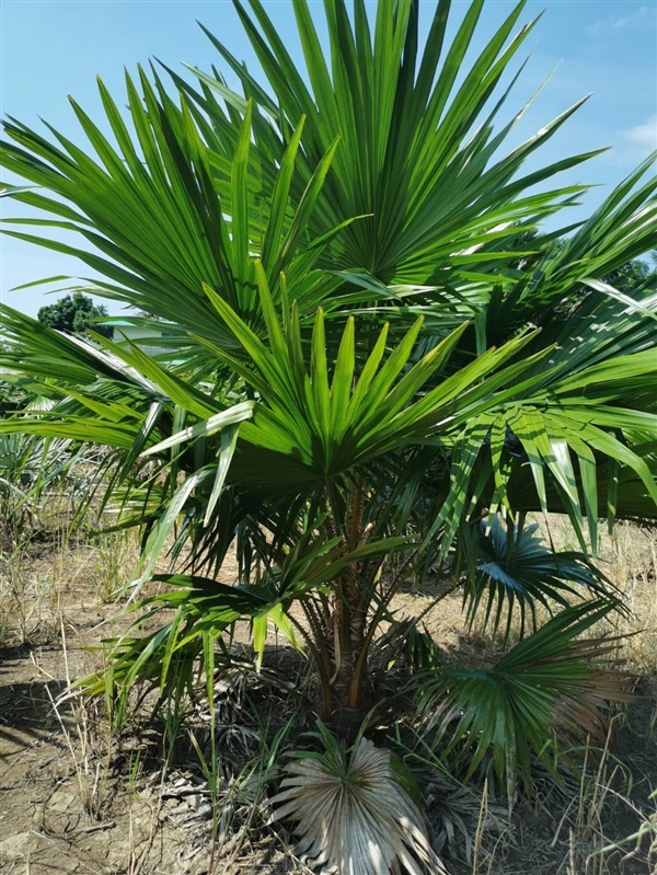 ต้นปาล์มยะวา ปาล์มชวา | อนงค์ปาล์มประดับ - สรรคบุรี ชัยนาท