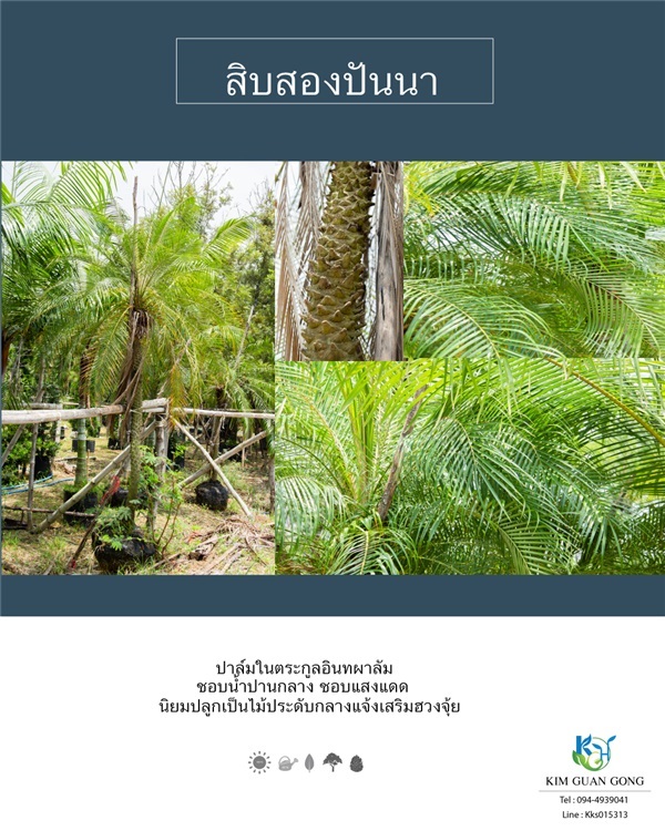 สิบสองปันนา | บริษัท กิมการ์เด้นโฮลดิ้ง จำกัด (สำนักงานใหญ่) - บางใหญ่ นนทบุรี