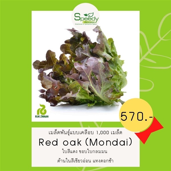 Red oak (Mondai) เรดโอ๊ค มอนได | SPEEDYACCESS  - บึงกุ่ม กรุงเทพมหานคร