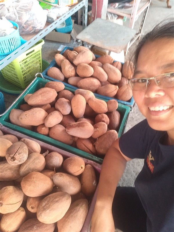 ขายเมล็ดพร้อมเพาะมะฮอกกานี | เมล็ดพันธุ์ดี เกษตรวิถีไทย - เมืองระยอง ระยอง