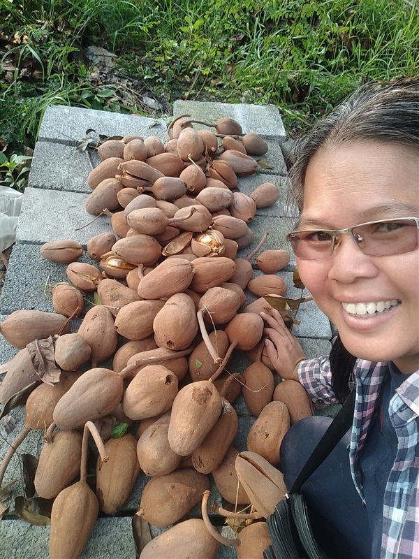 ขายเมล็ดพร้อมเพาะมะฮอกกานี | เมล็ดพันธุ์ดี เกษตรวิถีไทย - เมืองระยอง ระยอง