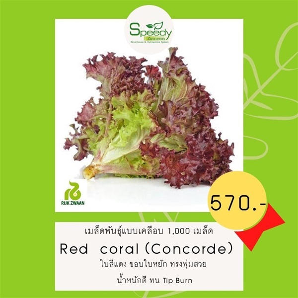 Red Coral (Concorde) เรดคอรัล