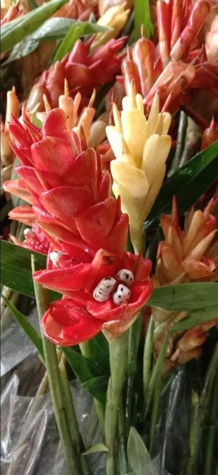 #ขิงป่าดอกแดง เหง้ากินได้ ดอกมีกลิ่นหอม ใบเรียวเล็ก  | Drenglish Garden มหาสารคาม - กันทรวิชัย มหาสารคาม