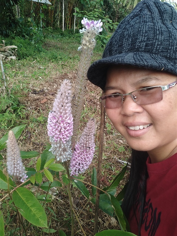 ขานเมล็ดพร้อมเพาะหางหมาจอก | เมล็ดพันธุ์ดี เกษตรวิถีไทย - เมืองระยอง ระยอง