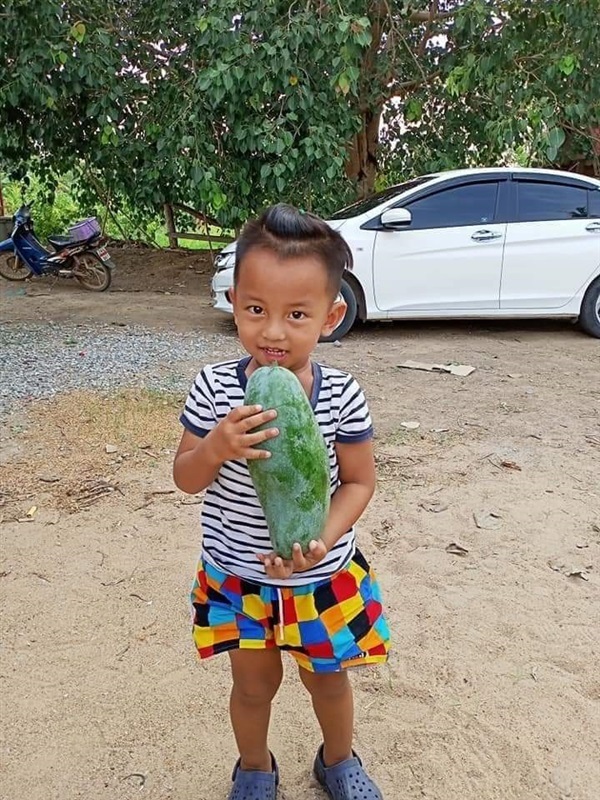 มะม่วงเขียวสามรส | สวนวาสนาพันธุ์ไม้ - ทับคล้อ พิจิตร