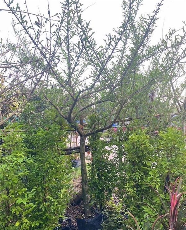 ต้นน้ำเต้า | khonkaimai -  ปราจีนบุรี