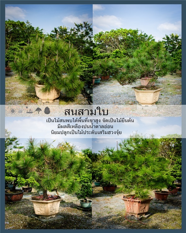 สนสามใบ | บริษัท กิมการ์เด้นโฮลดิ้ง จำกัด (สำนักงานใหญ่) - บางใหญ่ นนทบุรี