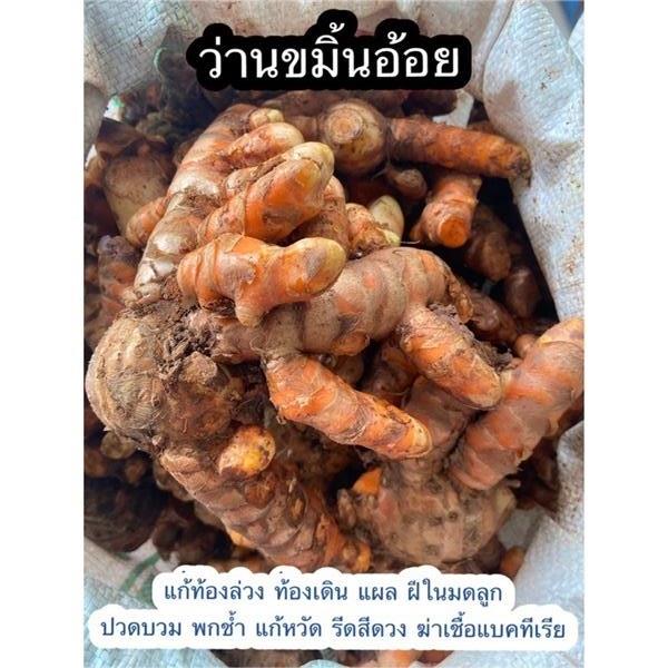 ขมิ้นอ้อย ขมิ้นขึ้น หรือแฮ้วดำ | สวน นายกระจอก - เขาค้อ เพชรบูรณ์