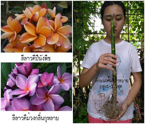 ลีลาวดีสีสวย (จัดชุด2สายพันธุ์) | สวนเบญจรงค์สุคนธ์ -  นครราชสีมา