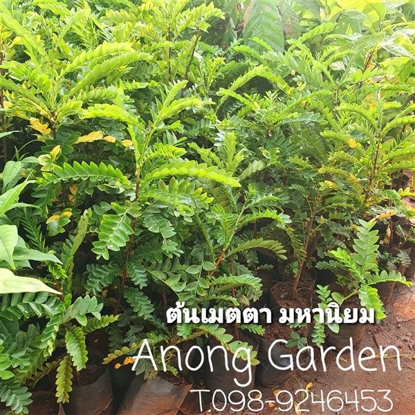 ต้นเมตตามหานิยม | Anong  Garden  - เมืองพิษณุโลก พิษณุโลก