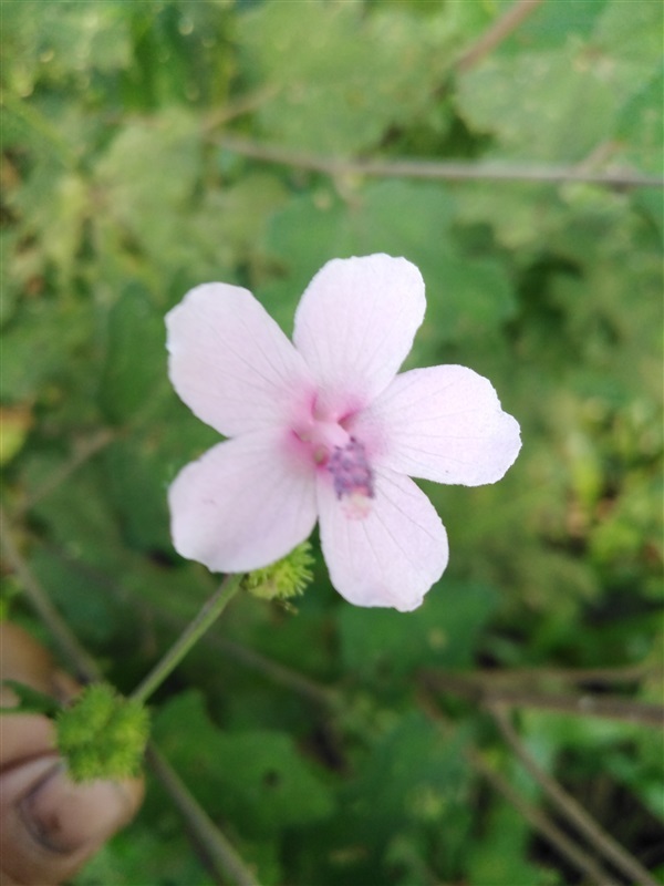 ชบาป่า ขี้ครอก | เมล็ดพันธุ์ดี เกษตรวิถีไทย - เมืองระยอง ระยอง