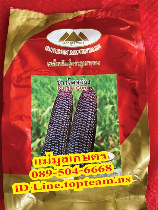 ข้าวโพดม่วง ข้าวโพดเหนียวม่วง  ?? สิ้นอายุทำพันธุ์  12 / 65 | แม่มูลเกษตร -  ร้อยเอ็ด