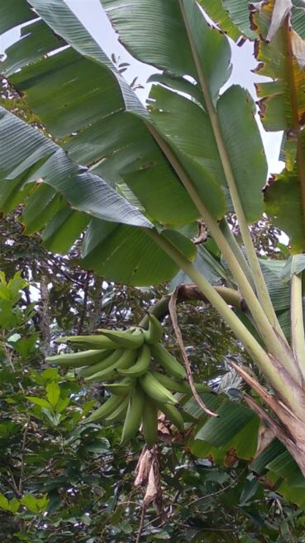 กล้วยงาช้าง พันธุ์กล้วยงาช้าง | สมพงศ์ฟาร์ม - เมืองตรัง ตรัง