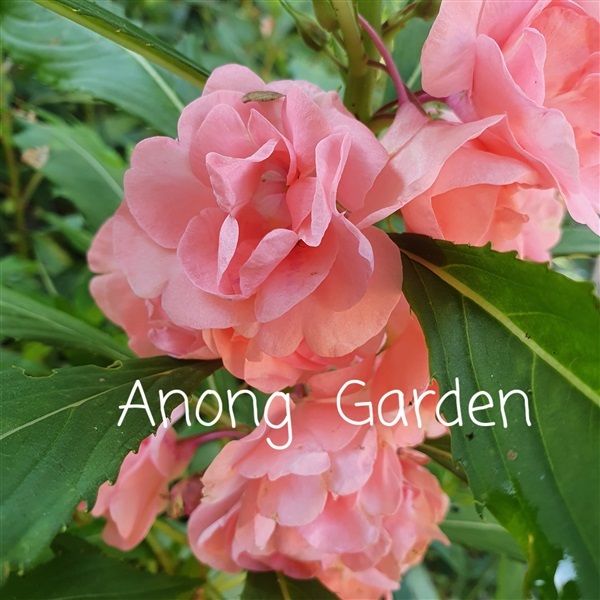เมล็ดต้นดอกเทียนกลีบซ้อน | Anong  Garden  - เมืองพิษณุโลก พิษณุโลก