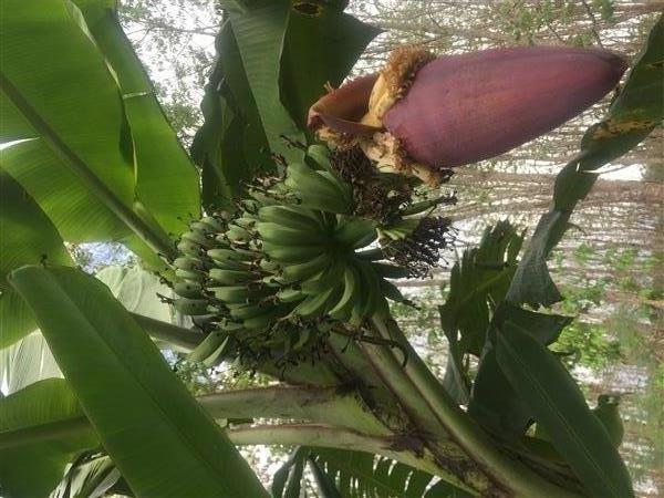 กล้วยขมเบา หน่อกล้วยส่งเก็บเงินปลายทาง | สวนพันธุ์ไม้ ป๊อบ - องครักษ์ นครนายก