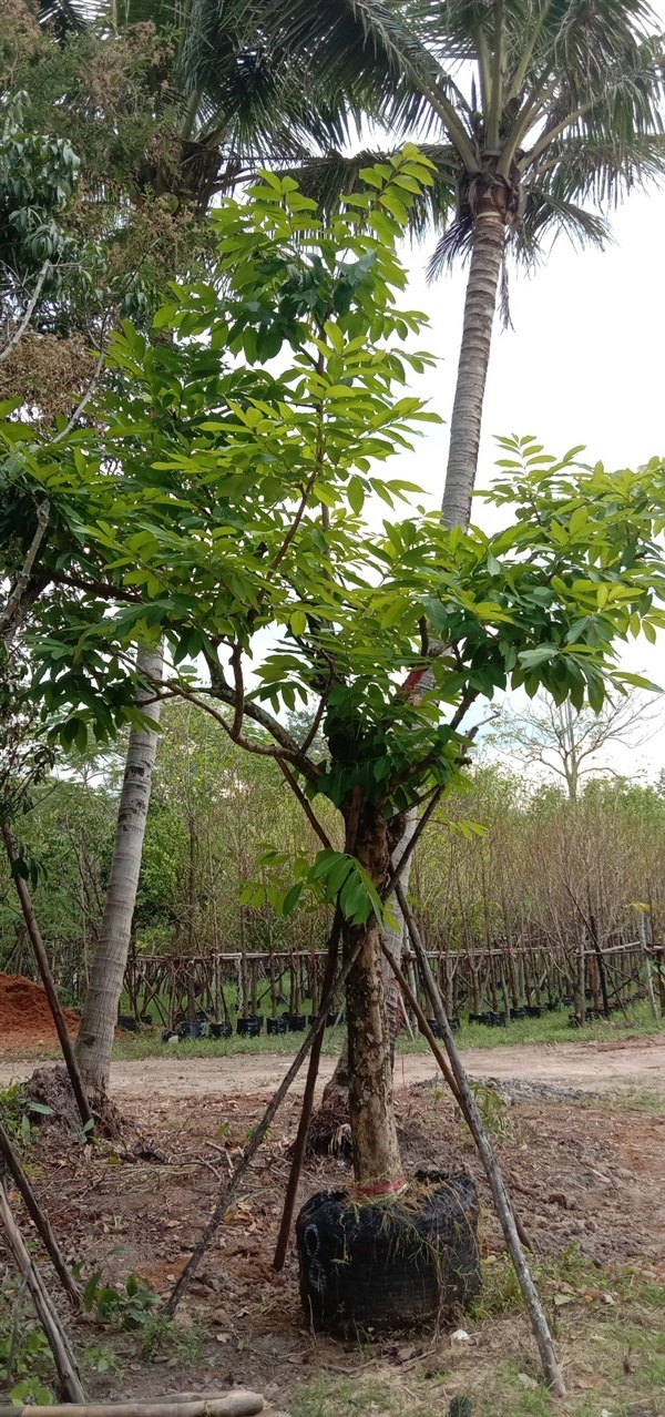 อินทนิล | บุษกร พันธุ์ไม้ - สระบุรี