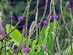 หญ้าพันงูเขียวขายต้นและเมล็ดพันธุ์ | เมล็ดพันธุ์ดี เกษตรวิถีไทย - เมืองระยอง ระยอง