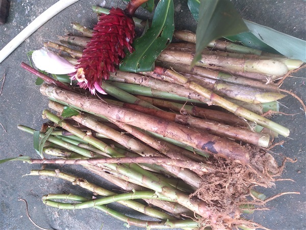 กิ่งชำต้นเอื้องหมายป่า | เมล็ดพันธุ์ดี เกษตรวิถีไทย - เมืองระยอง ระยอง