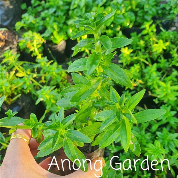 ผักแขยง | Anong  Garden  - เมืองพิษณุโลก พิษณุโลก