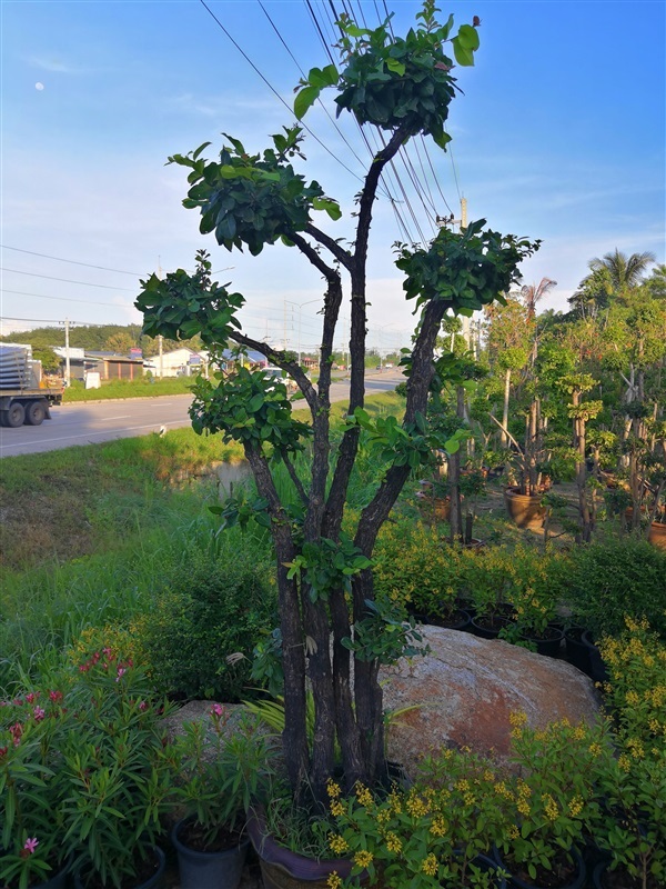 ตะโก | โชคพันธุ์ไม้ - เมืองปราจีนบุรี ปราจีนบุรี