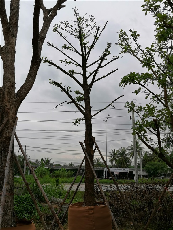 มั่งมี | โชคพันธุ์ไม้ - เมืองปราจีนบุรี ปราจีนบุรี