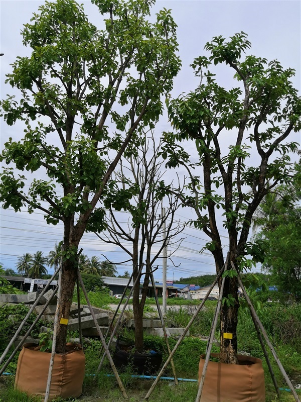 กระโดน | โชคพันธุ์ไม้ - เมืองปราจีนบุรี ปราจีนบุรี