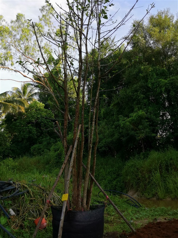 มั่งมี | โชคพันธุ์ไม้ - เมืองปราจีนบุรี ปราจีนบุรี