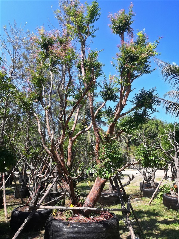 เสม็ด | โชคพันธุ์ไม้ - เมืองปราจีนบุรี ปราจีนบุรี