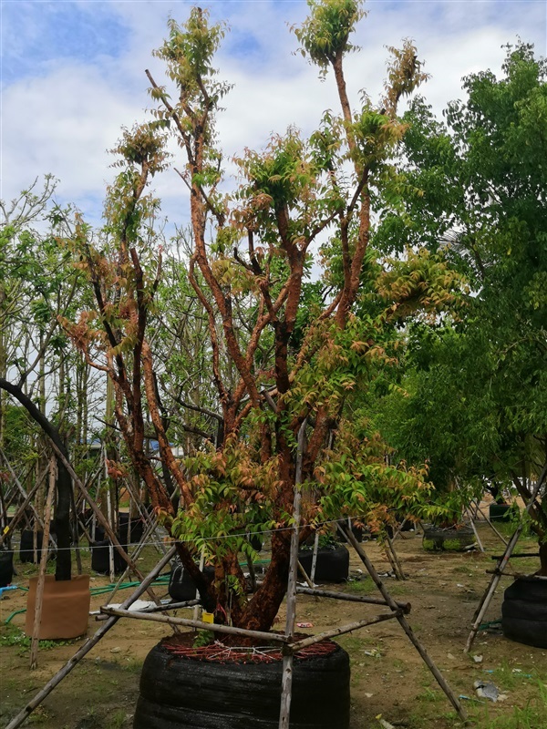 เสม็ด | โชคพันธุ์ไม้ - เมืองปราจีนบุรี ปราจีนบุรี