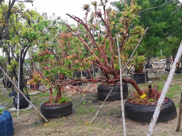 เสม็ด | โชคพันธุ์ไม้ - เมืองปราจีนบุรี ปราจีนบุรี