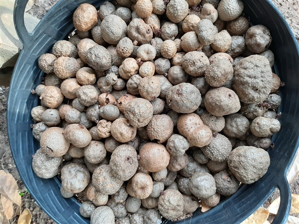 ว่านกลิ้งกลางดง Dioscorea bulbifera ด้านคงกระพันชาตรี โลละ80 | สวนศรีชาวนา - เมืองปราจีนบุรี ปราจีนบุรี