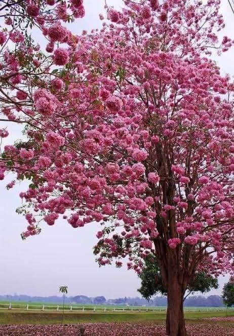 ขายเมล็ดชมพูพันธุ์ทิพย์ | เมล็ดพันธุ์ดี เกษตรวิถีไทย - เมืองระยอง ระยอง