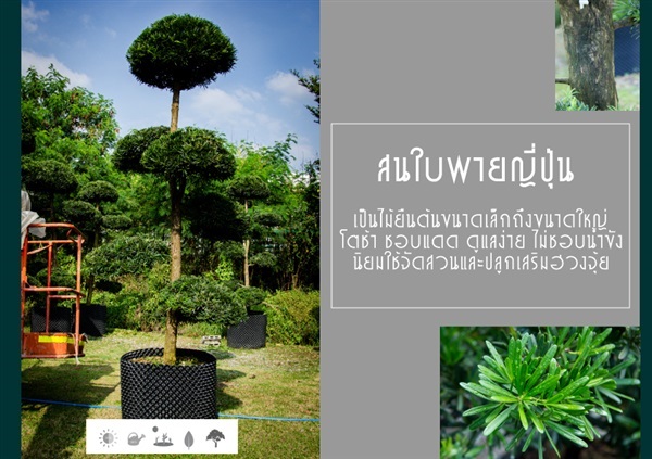 สนใบพายญี่ปุ่น | บริษัท กิมการ์เด้นโฮลดิ้ง จำกัด (สำนักงานใหญ่) - บางใหญ่ นนทบุรี