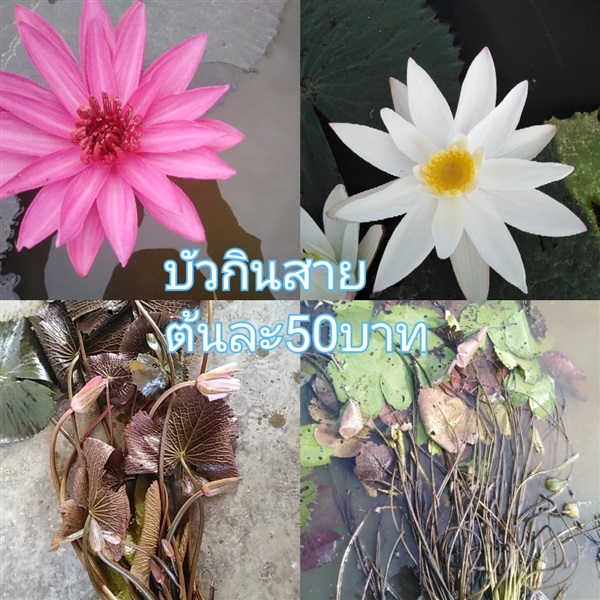 บัวกินสายสีแดงสีขาวต้นละ50บาท | นาบัวสุขสำราญ - ชุมแสง นครสวรรค์