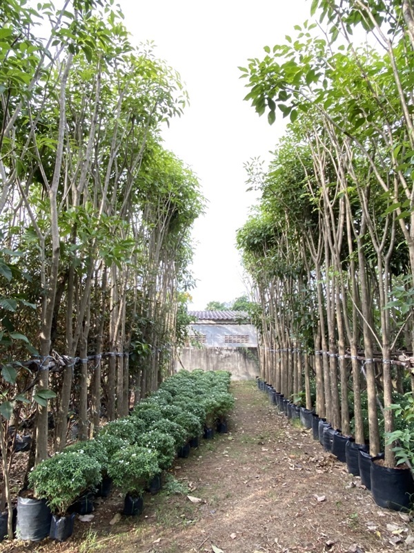 ชมพูพันธุ์ทิพย์ | Tree2Home - เมืองปราจีนบุรี ปราจีนบุรี