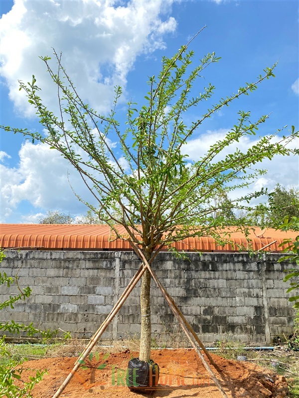 น้ำเต้าอินเดีย | Tree2Home - เมืองปราจีนบุรี ปราจีนบุรี