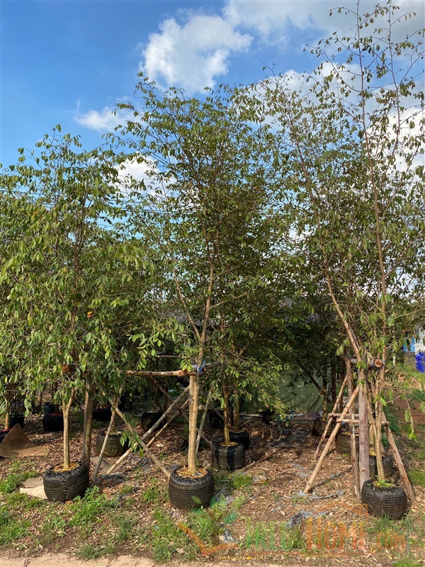 รวงผึ้ง 2 นิ้ว สูง 3-4 m | Tree2Home - เมืองปราจีนบุรี ปราจีนบุรี