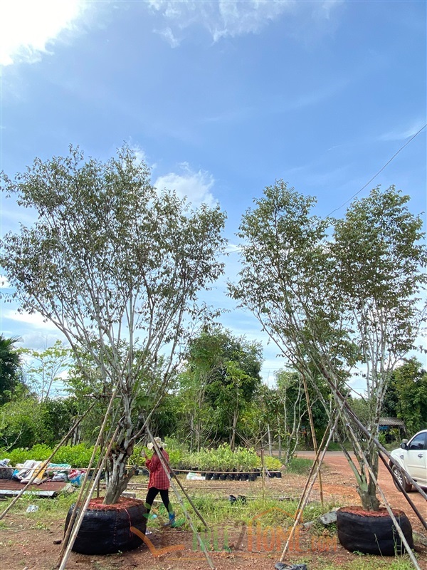 รวงผึ้งไม้ล้อม ต้นใหญ่ | Tree2Home - เมืองปราจีนบุรี ปราจีนบุรี