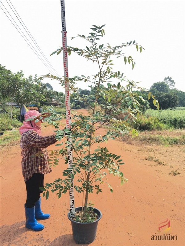 ต้นรวงผึ้ง 2 m (เพาะเมล็ด) | สวนปณีตา - เมืองปราจีนบุรี ปราจีนบุรี