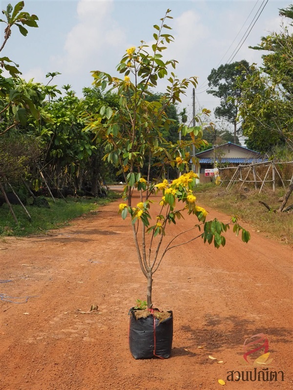 รวงผึ้ง 1.5 m (กิ่งตอน) | สวนปณีตา - เมืองปราจีนบุรี ปราจีนบุรี