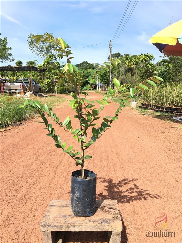 รวงผึ้ง 70-80 cm (กิ่งตอน) | สวนปณีตา - เมืองปราจีนบุรี ปราจีนบุรี