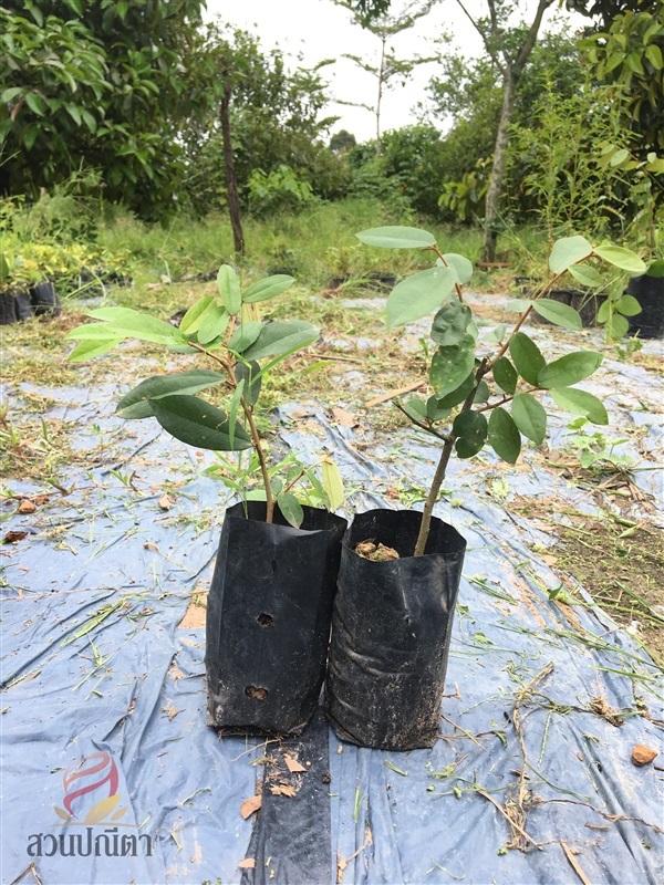 ต้นกล้ารวงผึ้ง 20 cm | สวนปณีตา - เมืองปราจีนบุรี ปราจีนบุรี