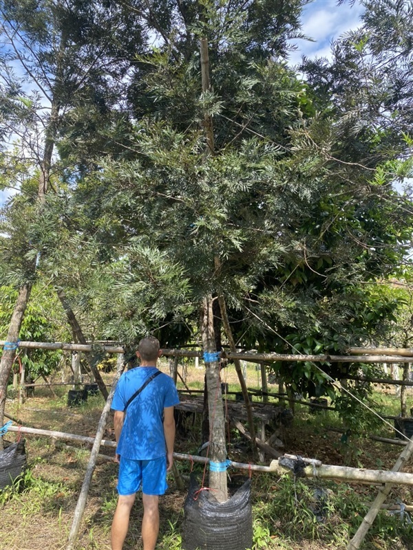 ต้นซิลเวอร์โอ๊ค | khonkaimai -  ปราจีนบุรี