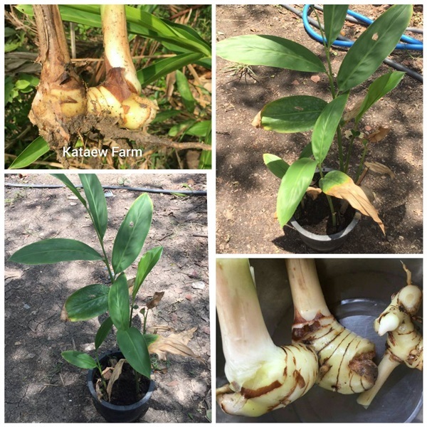 ข่าเหลือง