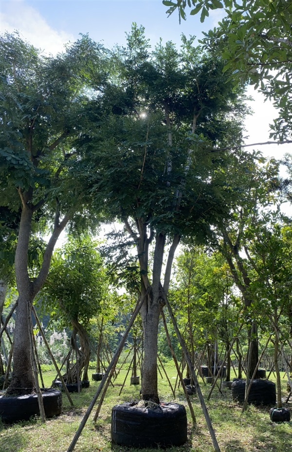 ต้นจามจุรี | สวนต้นอ้อ พันธุ์ไม้ - แก่งคอย สระบุรี