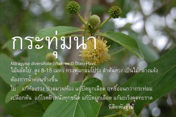 กระทุ่มนา